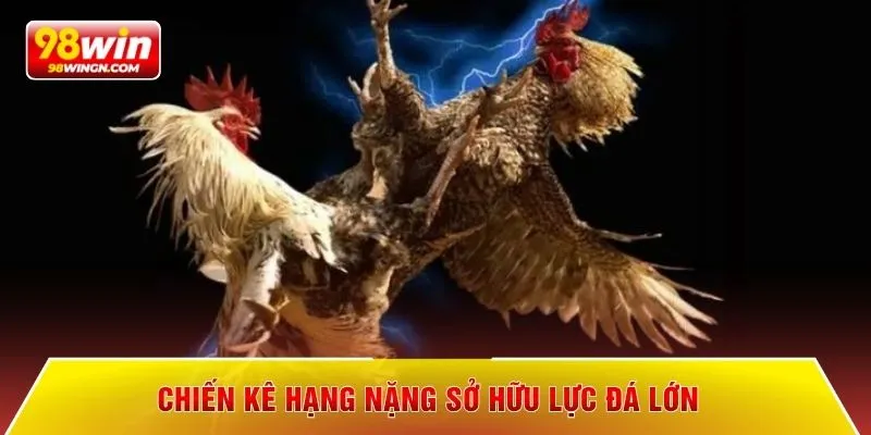 Chiến kê hạng nặng sở hữu lực đá lớn