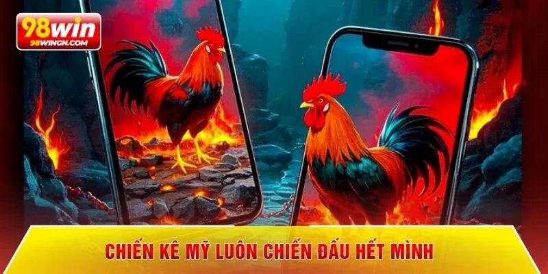Chiến kê Mỹ luôn chiến đấu hết mình