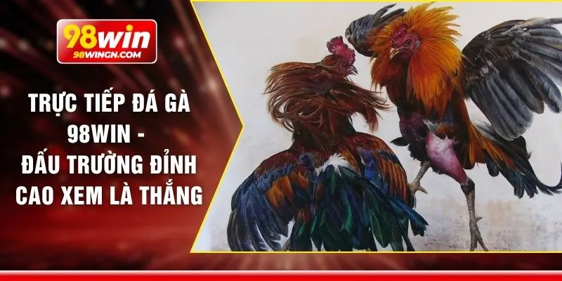 Trực tiếp đá gà 98win - Đấu trường đỉnh cao xem là thắng