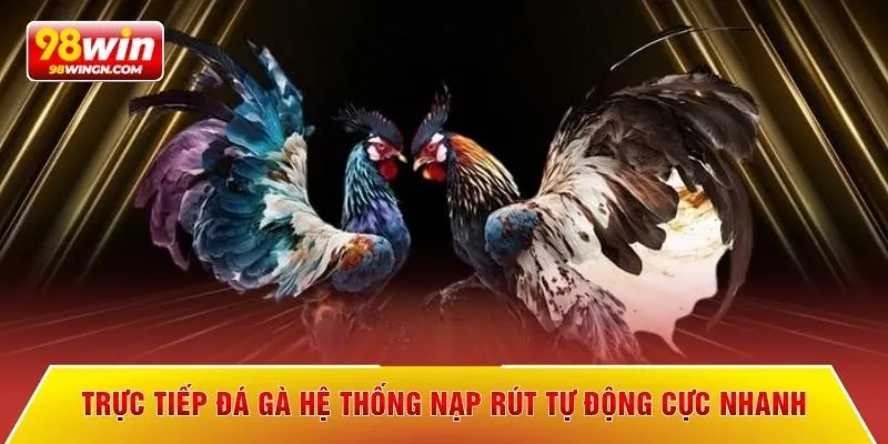 Trực tiếp đá gà hệ thống nạp rút tự động cực nhanh